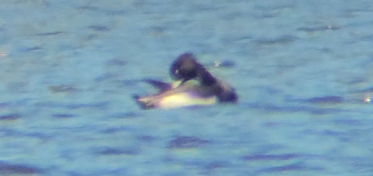 Tufted Duck - ML634112960