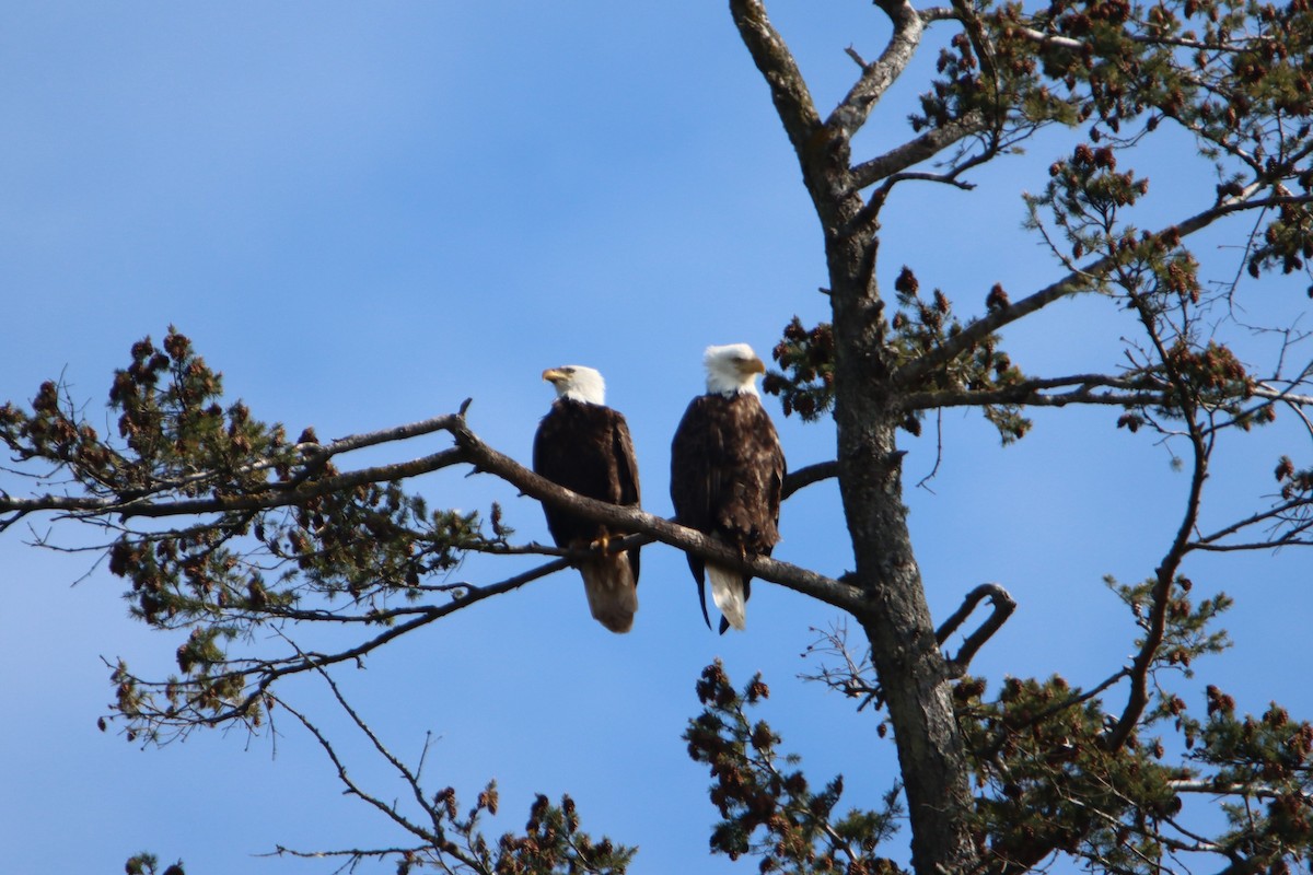 Bald Eagle - ML634112969