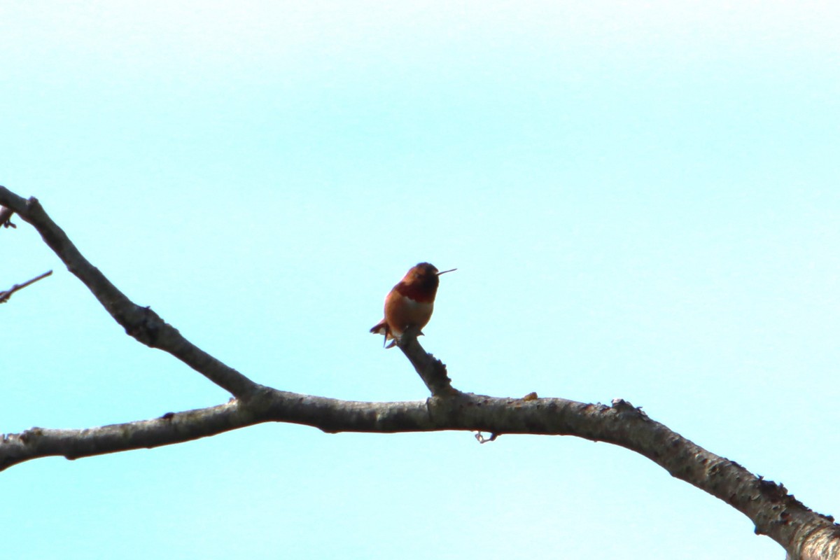 Rufous Hummingbird - ML634112987