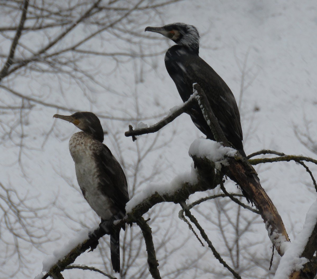 Great Cormorant - ML634113115