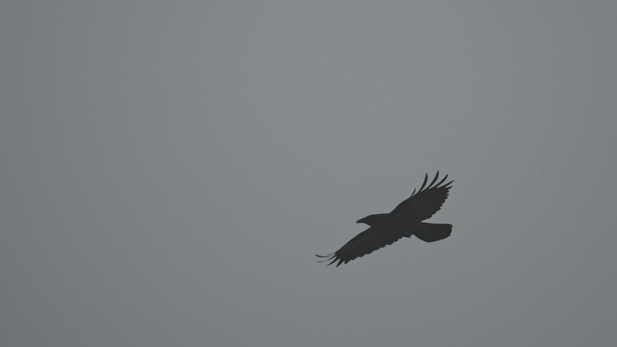 Fish Crow - ML634113138