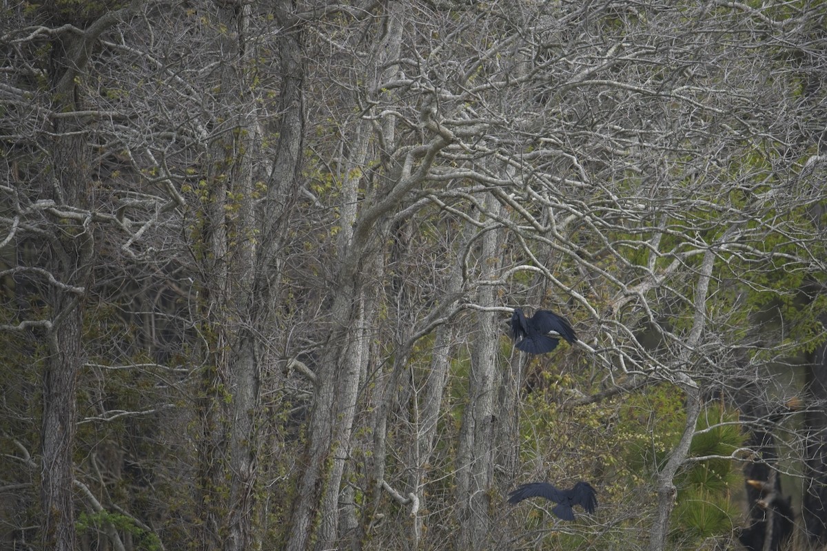 Fish Crow - ML634113139