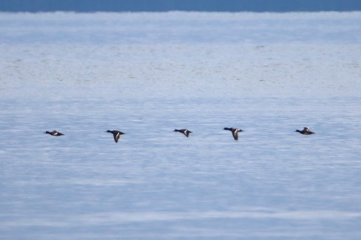 Greater Scaup - ML634113220