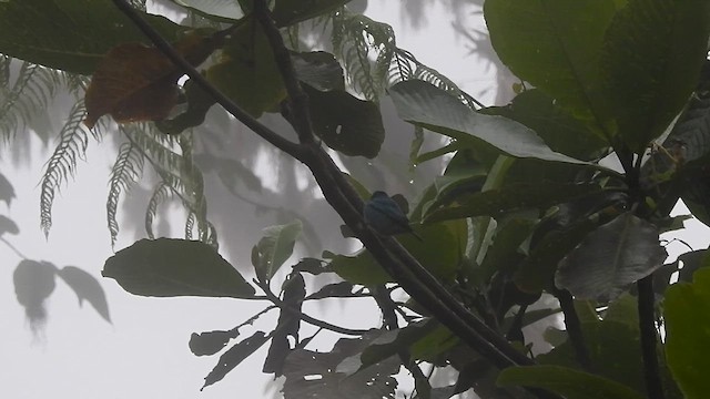 Golden-naped Tanager - ML634113222