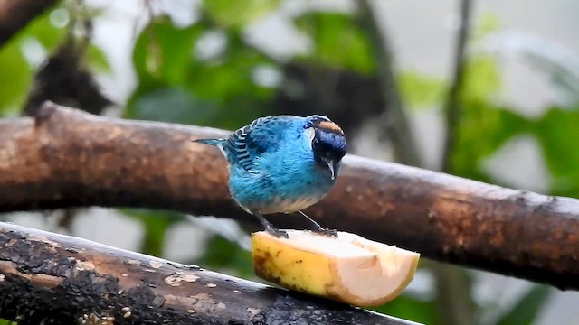 Golden-naped Tanager - ML634113223