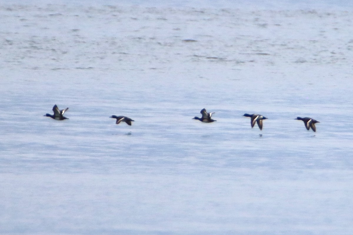 Greater Scaup - ML634113243