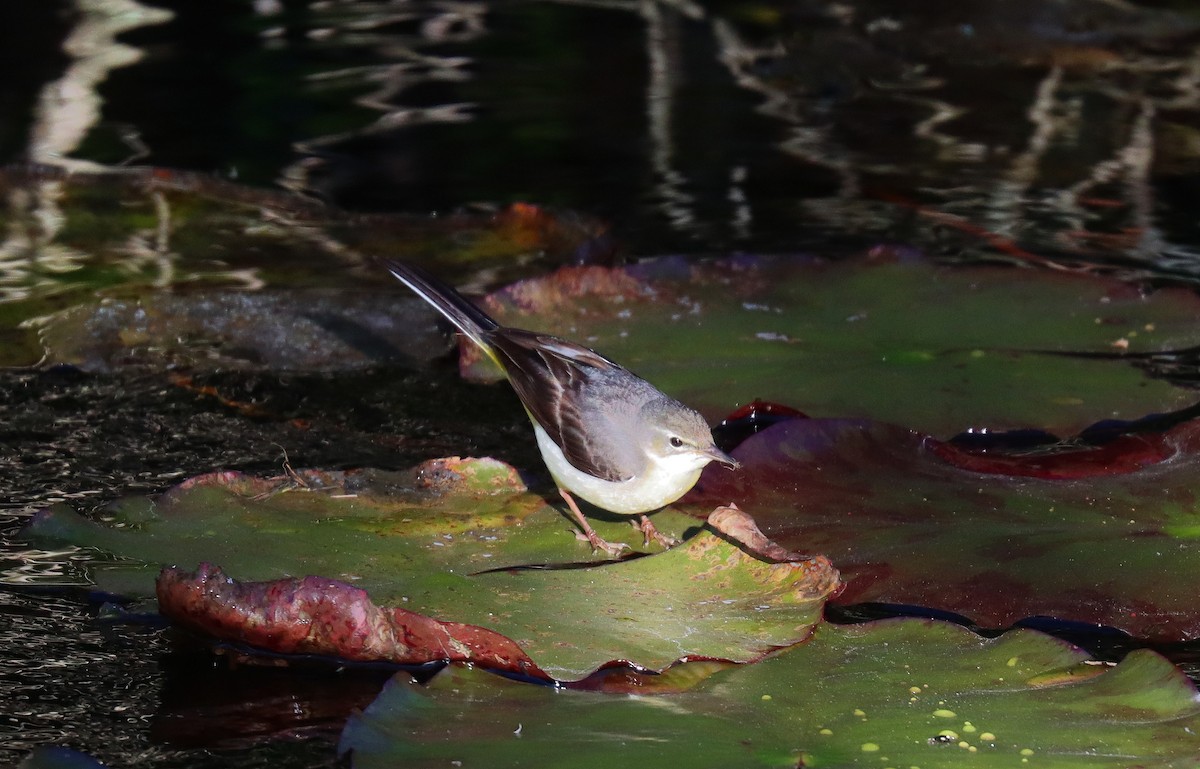Gray Wagtail - ML634113246