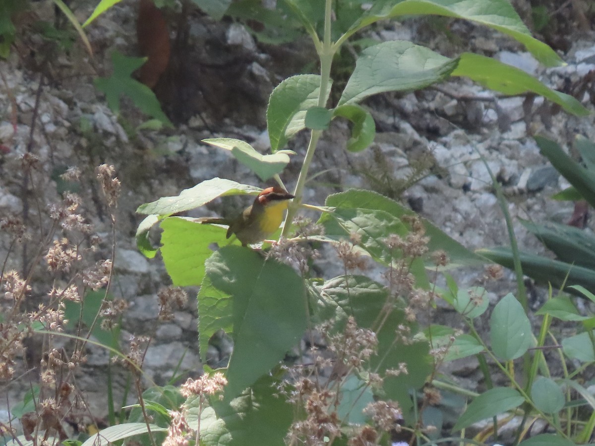 Rufous-capped Warbler (rufifrons Group) - ML634113254