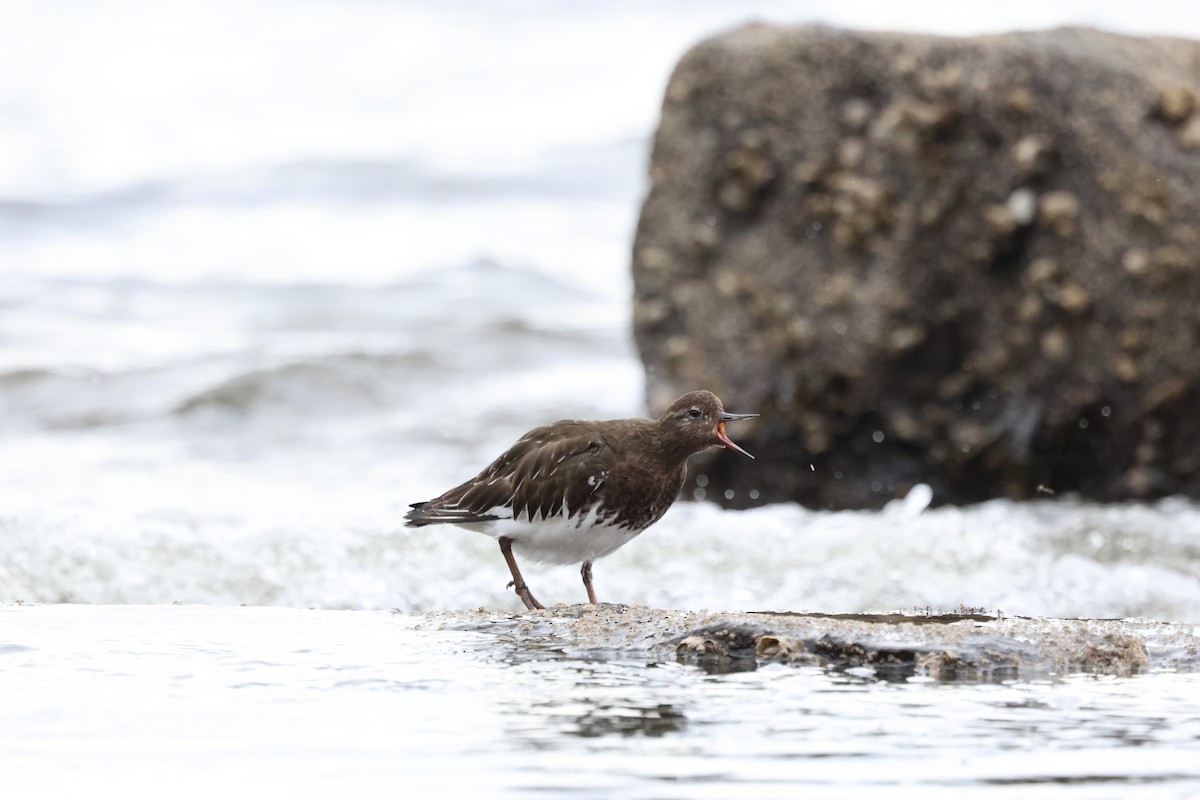 Black Turnstone - ML634113276