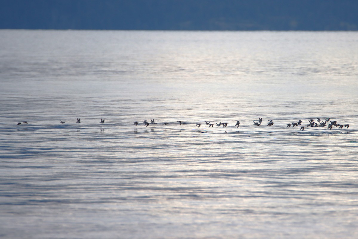 Dunlin - ML634113292