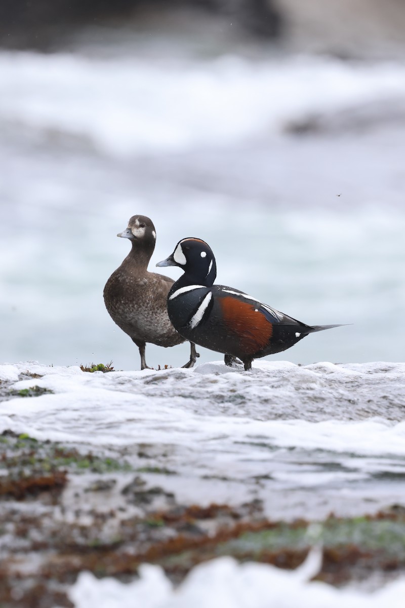 Harlequin Duck - ML634113314