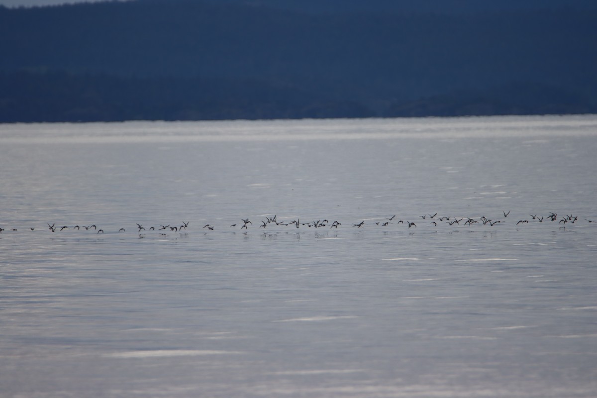 Dunlin - ML634113315