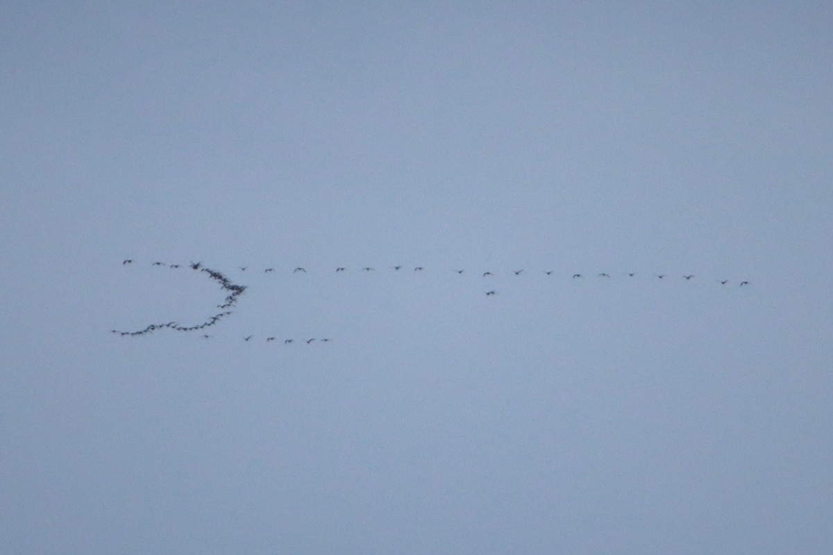 Greater White-fronted Goose - ML634113324
