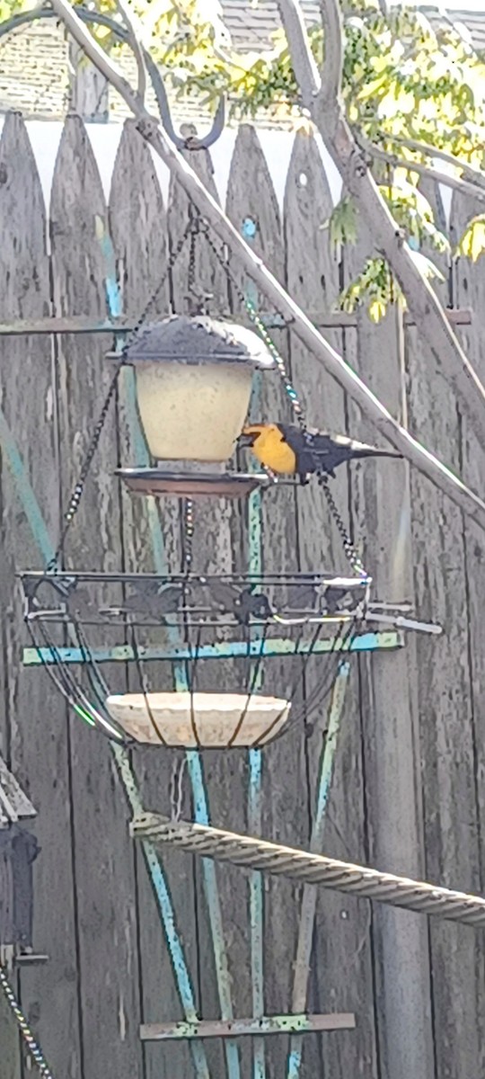 vlhovec žlutohlavý - ML634113382