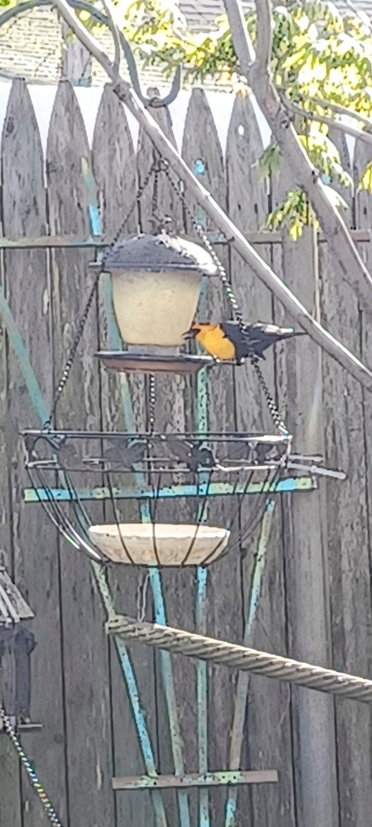 vlhovec žlutohlavý - ML634113383