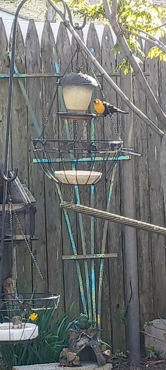 vlhovec žlutohlavý - ML634113384