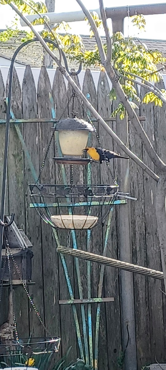 vlhovec žlutohlavý - ML634113389