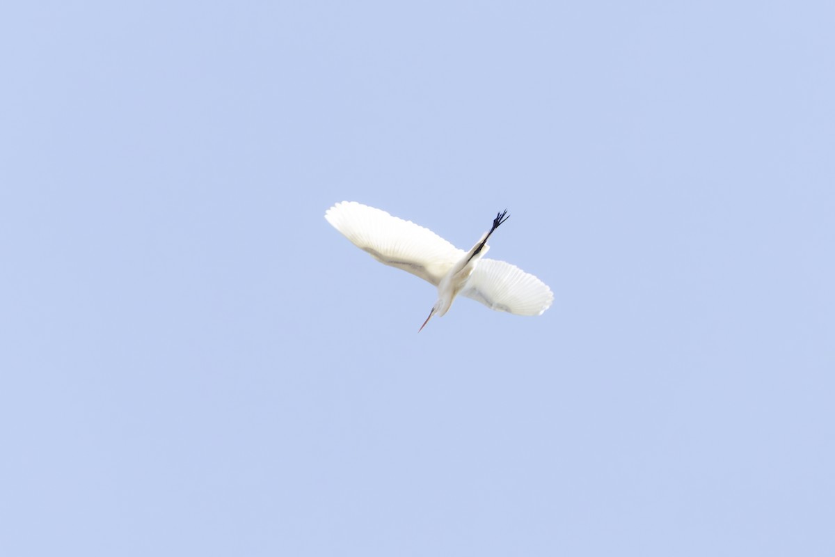 Great Egret - ML634113433