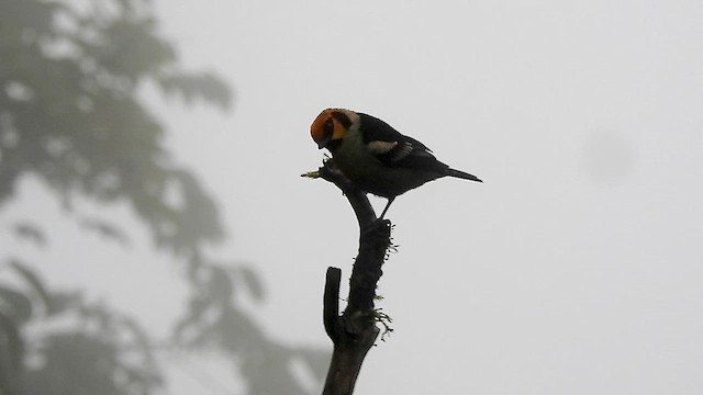 Flame-faced Tanager - ML634113438