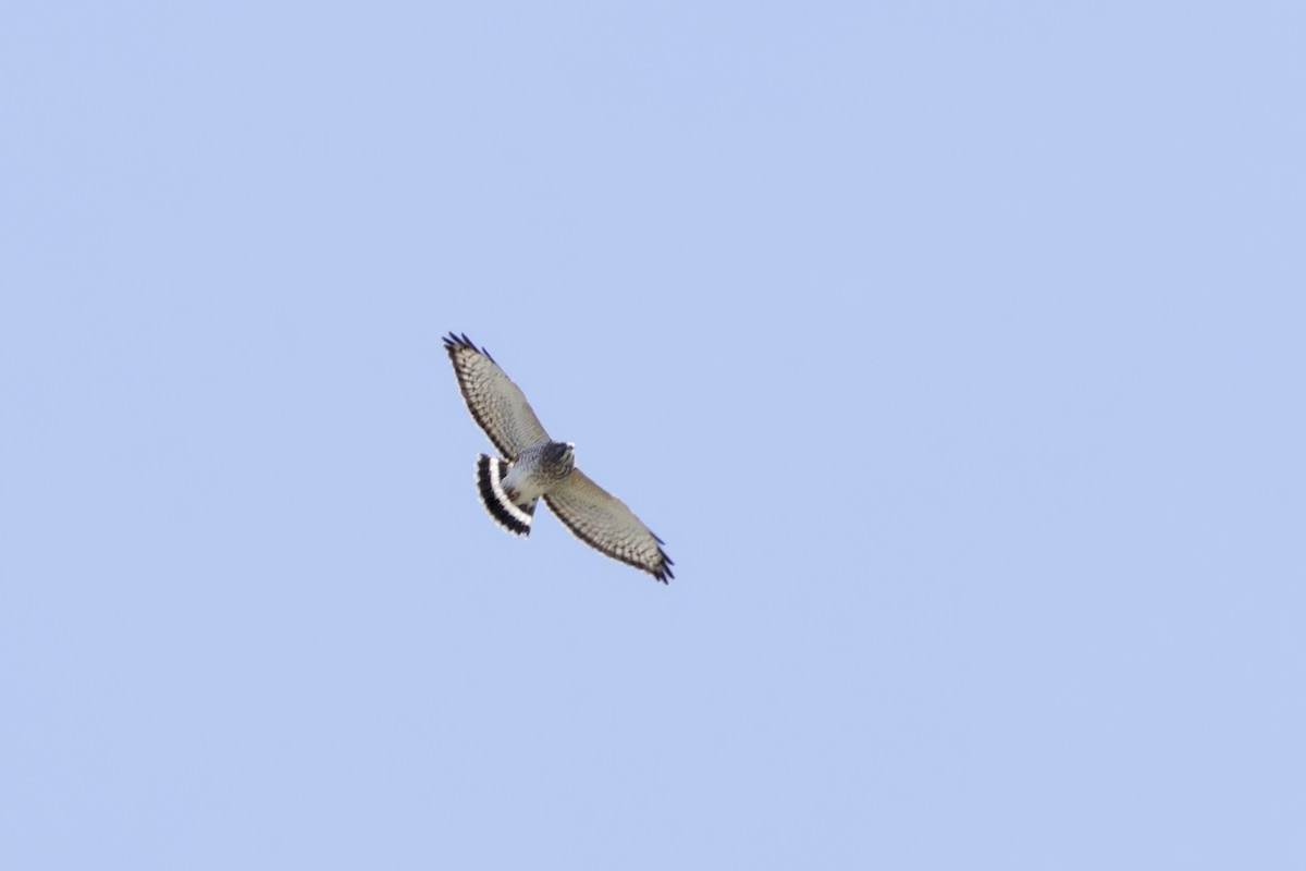 Broad-winged Hawk - ML634113450