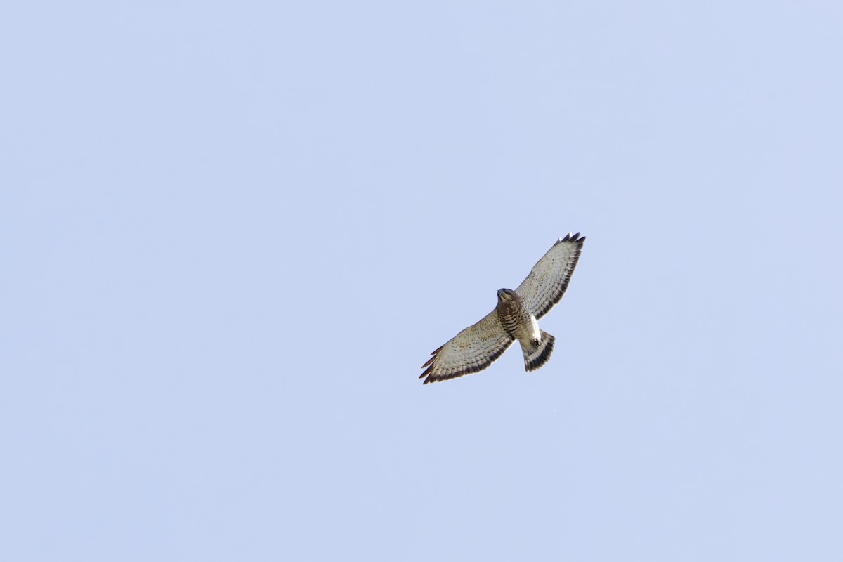 Broad-winged Hawk - ML634113451