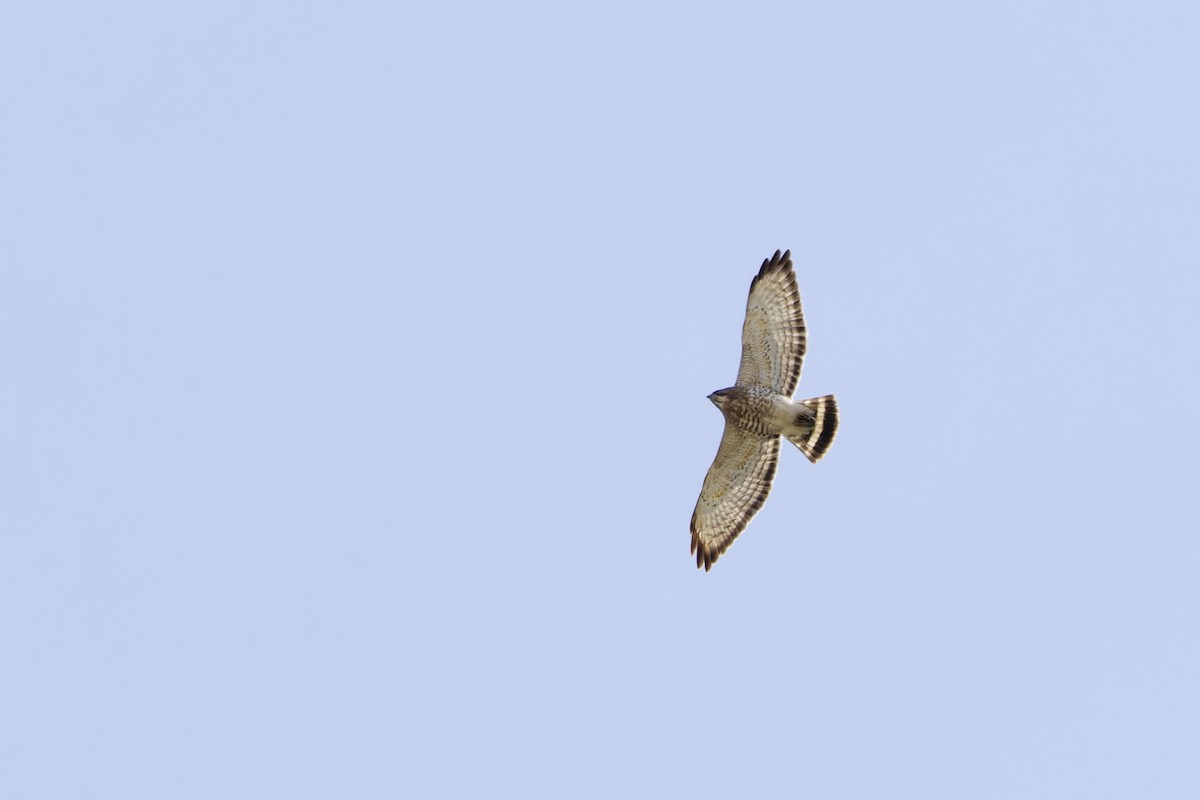 Broad-winged Hawk - ML634113452
