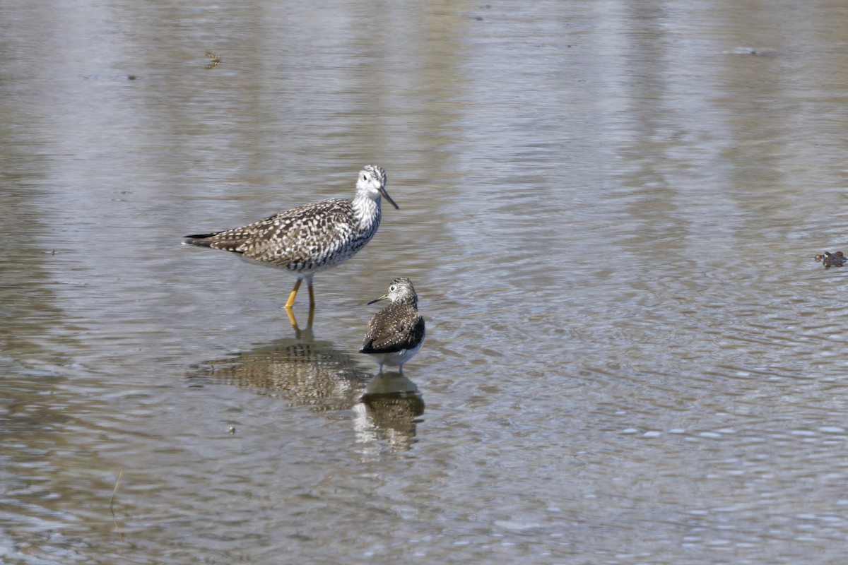 Greater Yellowlegs - ML634113495