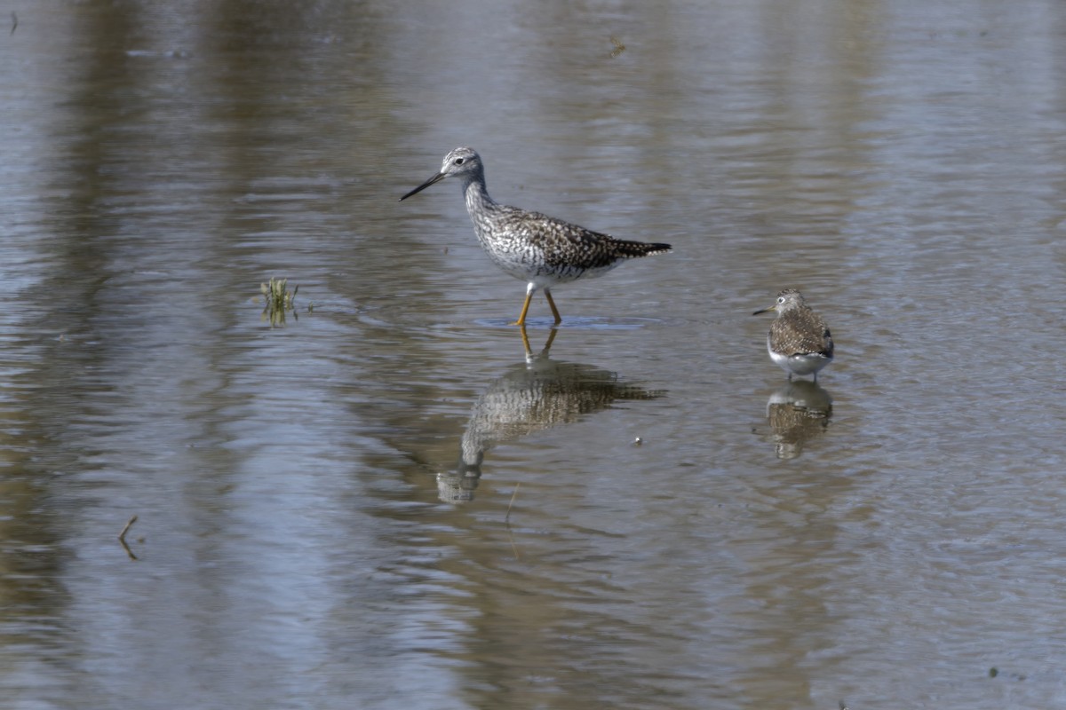 Solitary Sandpiper - ML634113505