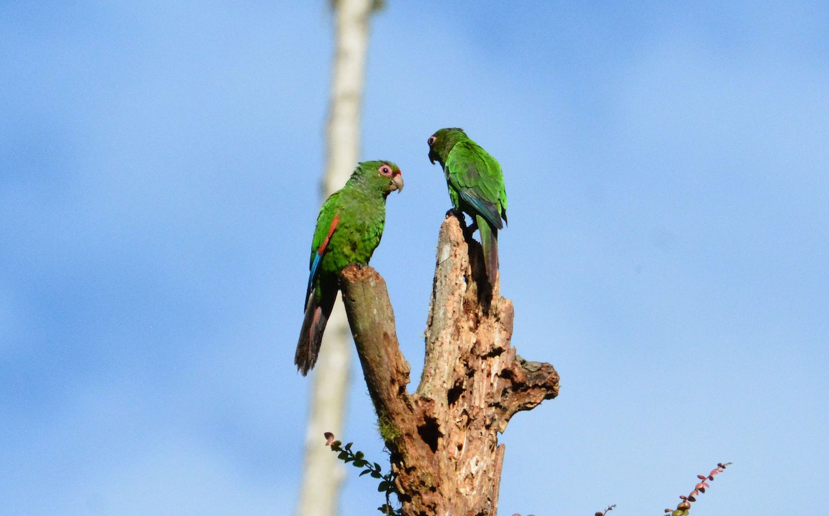 El Oro Parakeet - ML634113506