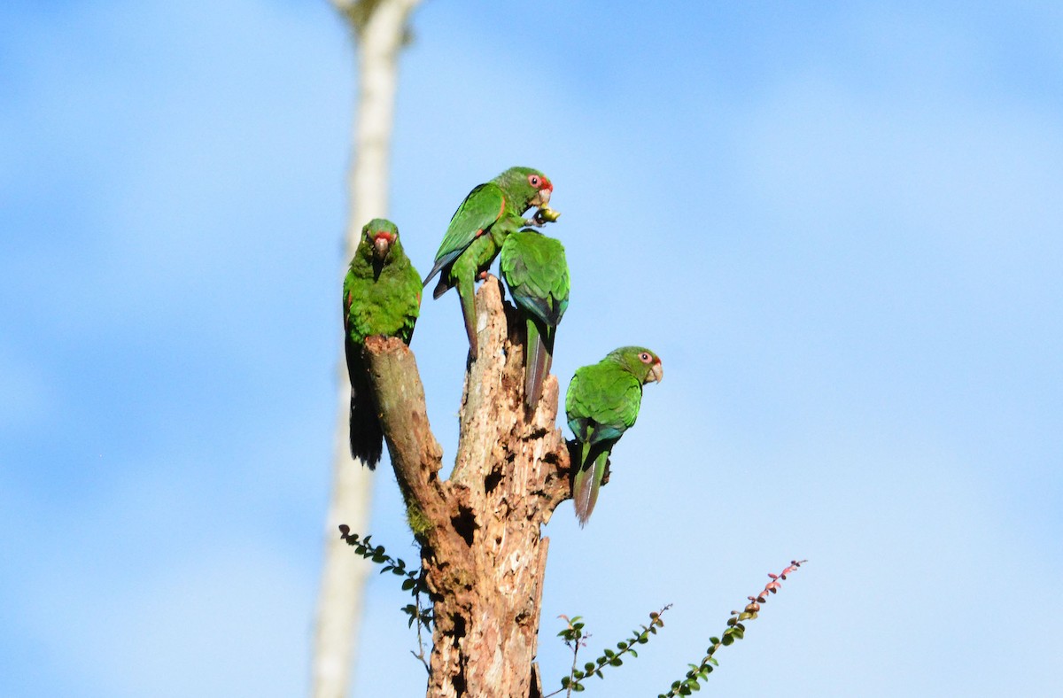El Oro Parakeet - ML634113507