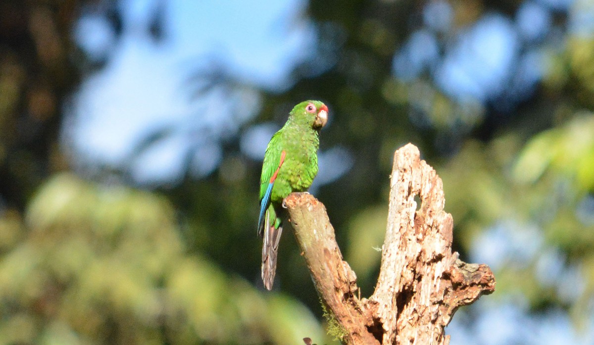 El Oro Parakeet - ML634113509