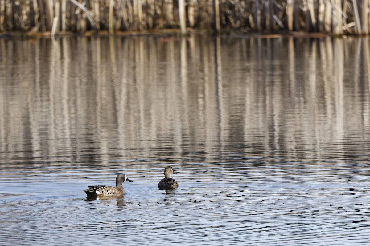Blue-winged Teal - ML634113538