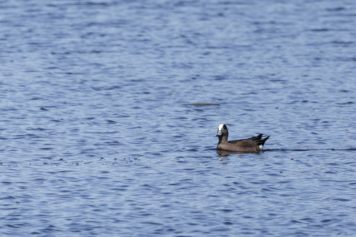 American Wigeon - ML634113557