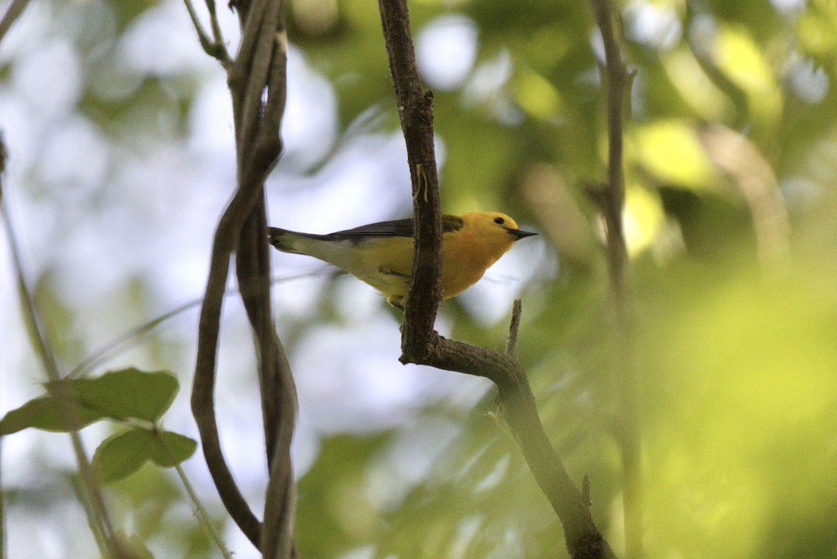 Prothonotary Warbler - ML634113581
