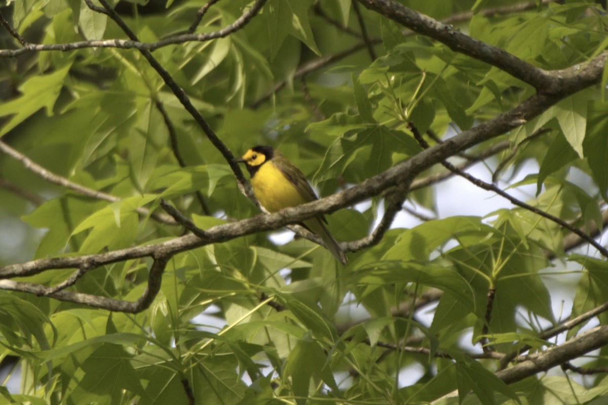 Hooded Warbler - ML634113588
