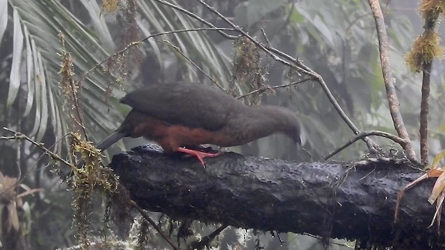 Sickle-winged Guan - ML634113599