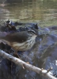 Louisiana Waterthrush - ML634113605