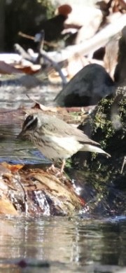 Louisiana Waterthrush - ML634113606