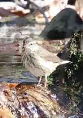 Louisiana Waterthrush - ML634113607