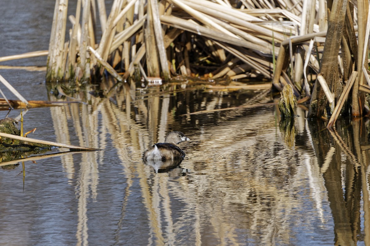 Pied-billed Grebe - ML634113610