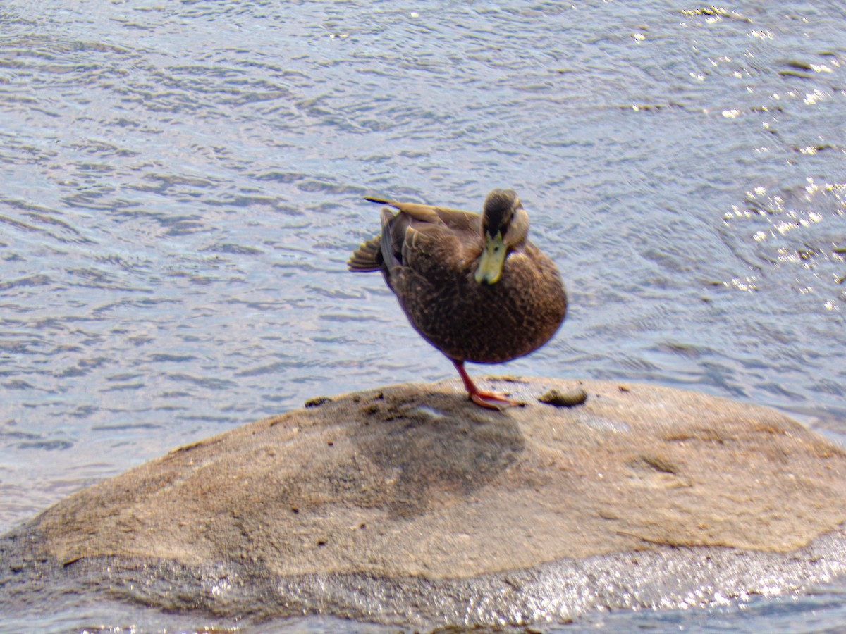American Black Duck - ML634113625