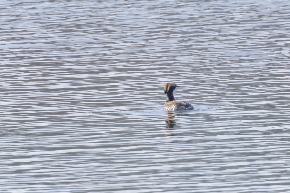 Horned Grebe - ML634113627