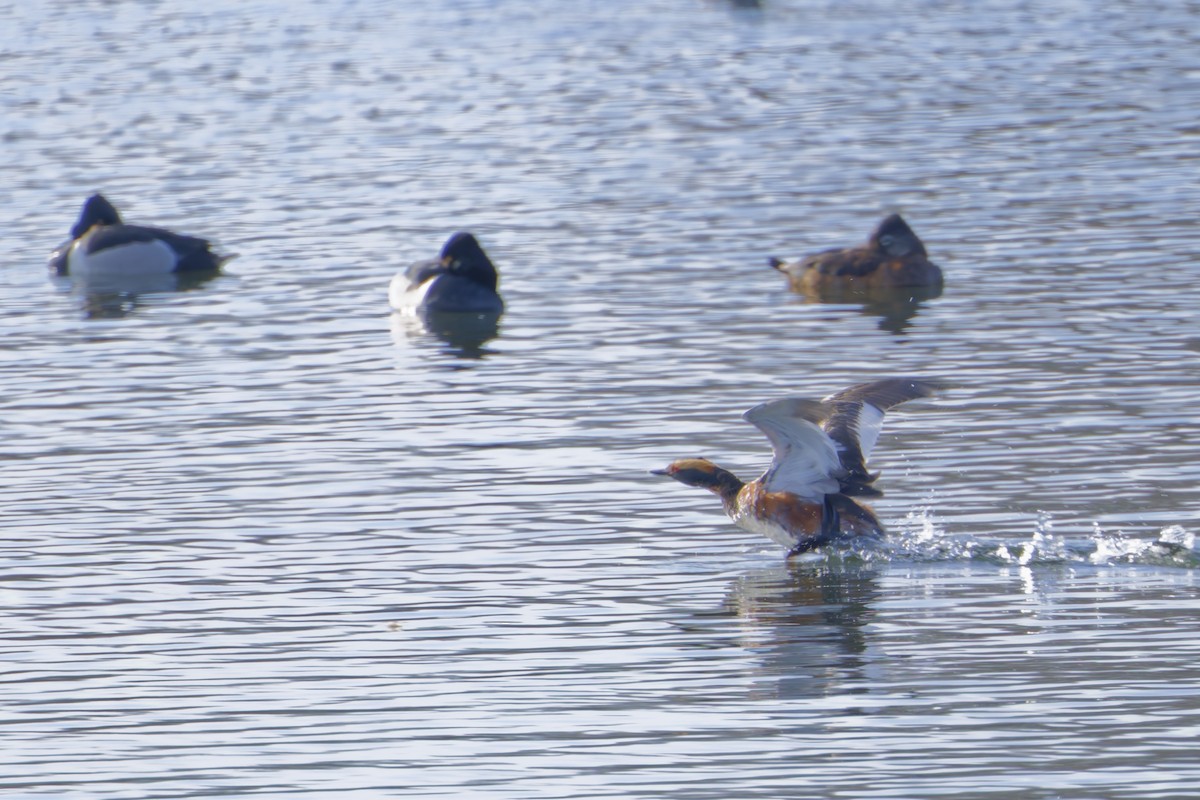 Horned Grebe - ML634113628