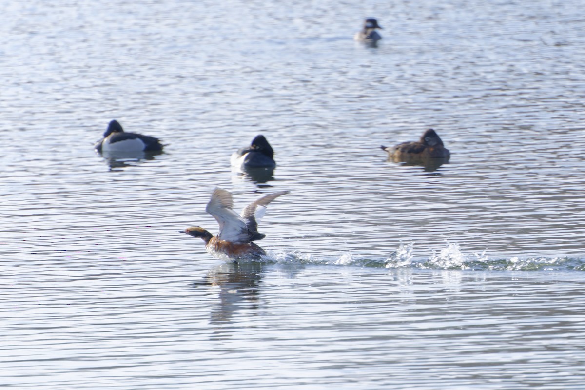 Horned Grebe - ML634113629
