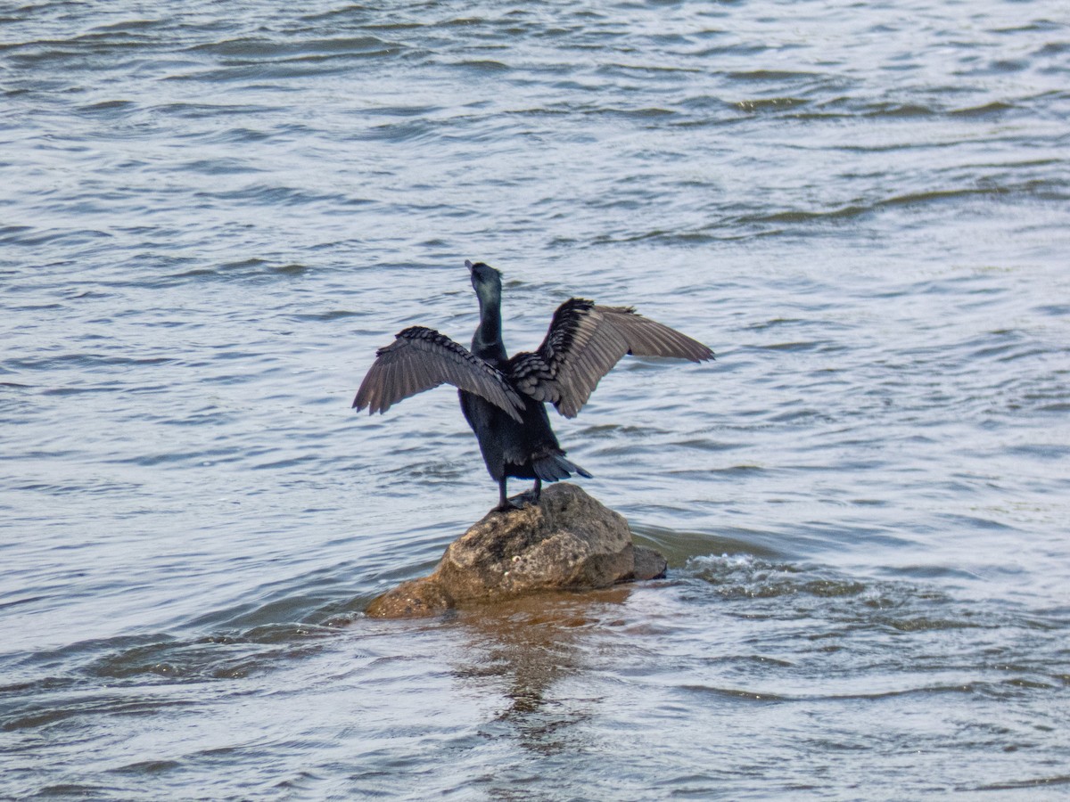 Double-crested Cormorant - ML634113665