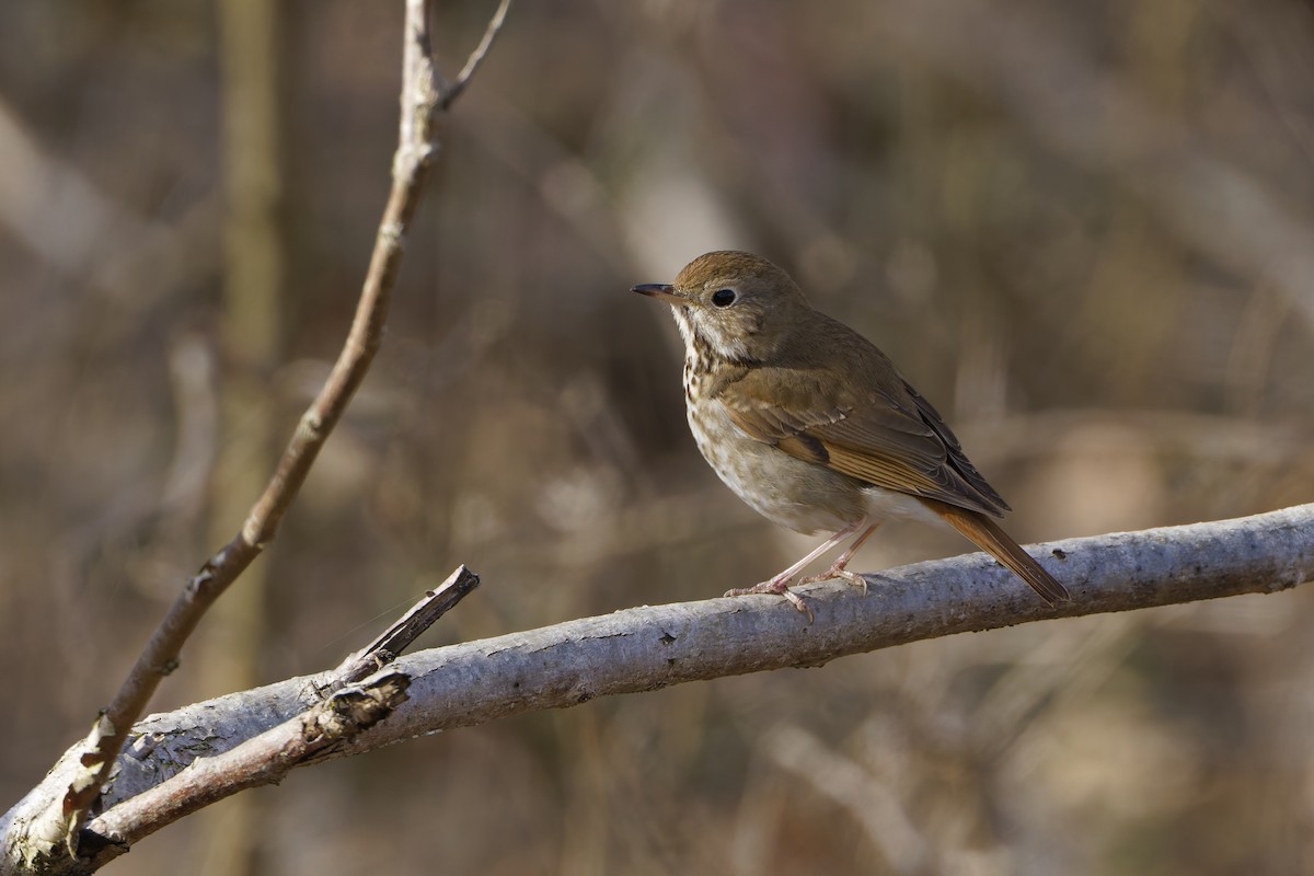 Hermit Thrush - ML634113666