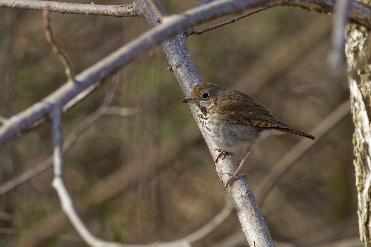 Hermit Thrush - ML634113667