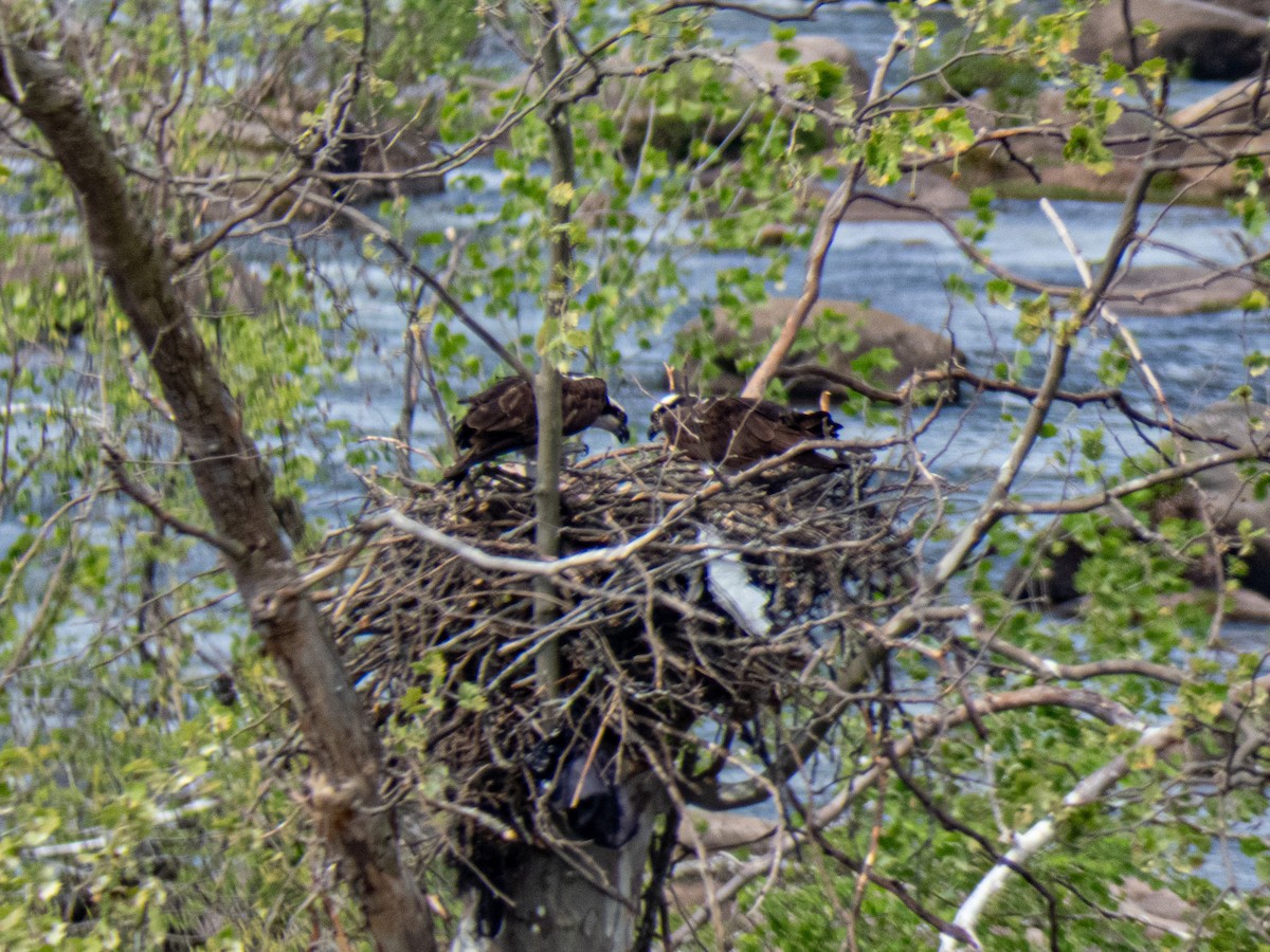 Osprey - ML634113671
