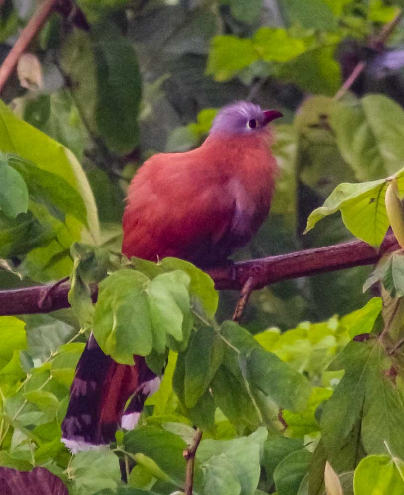 Black-bellied Cuckoo - ML634113672