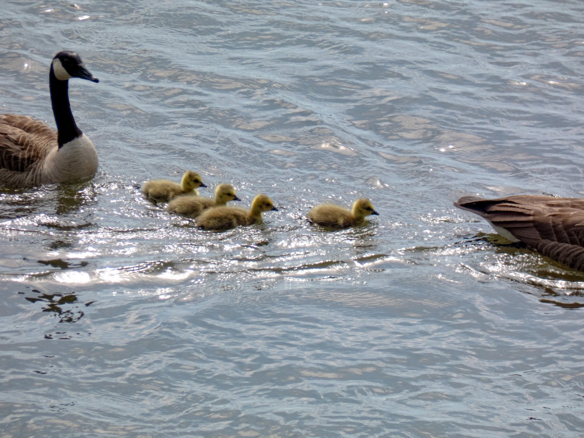 Canada Goose - ML634113680